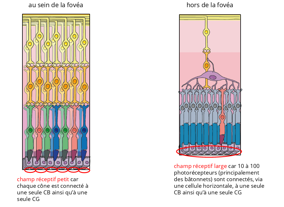Deux figures illustrant les différences d'étendue du champ réceptif d'une cellule ganglionnaire située au sein et hors de la fovéa