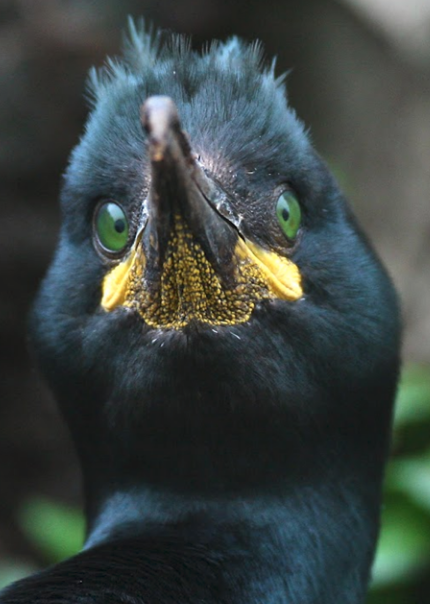 picture of a Great cormoran