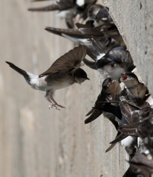 A picture showing Common House Martins hanging on a wall