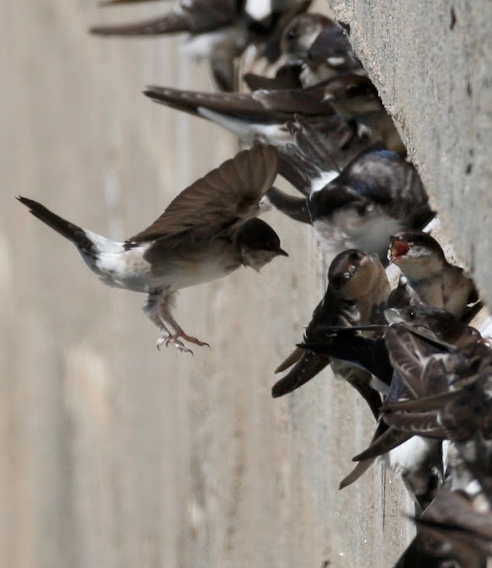 Photographie montrant des hirondelles de fenêtre sur le rebord d'un mur