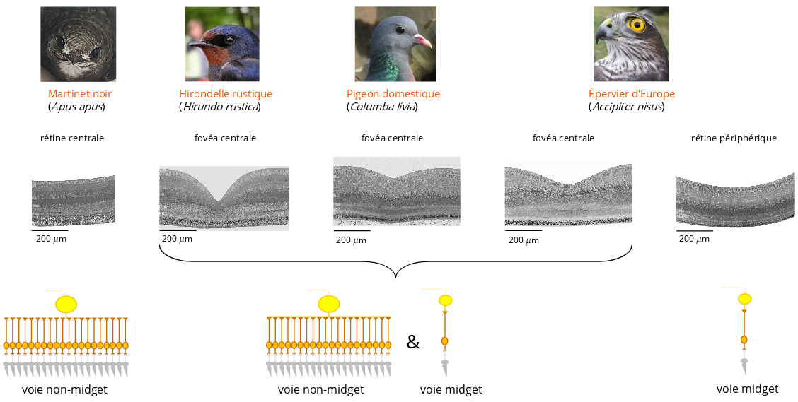 Figure comparant les fovéas de différentes espèces d'oiseaux et l'existence de l'une ou l'autre voie de transmission
