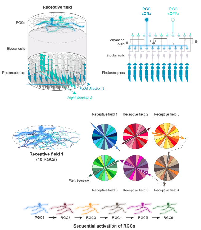 Figure en cinq parties expliquant l'organisation spatiale des champs réceptifs liés aux cellules ganglionnaires