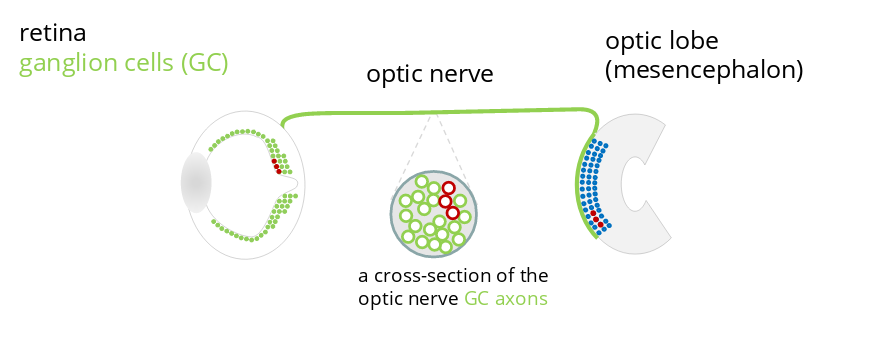 A figure showing the retina and the connection via the optic nerve to the optic lobe