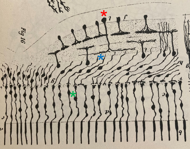 Dessin à la main fait par Santiago Ramon y Cajal ; le dessin est annoté par trois astérisques de couleur : rouge, bleu et vert