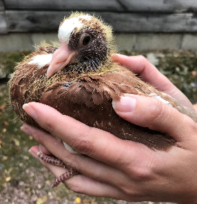 A young pigeon held in hands