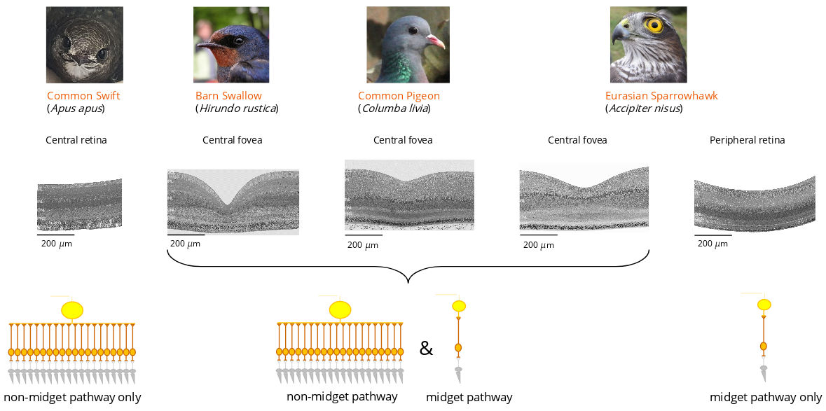 A figure showing the foveas of different bird species and the occurrence of one or both pathways