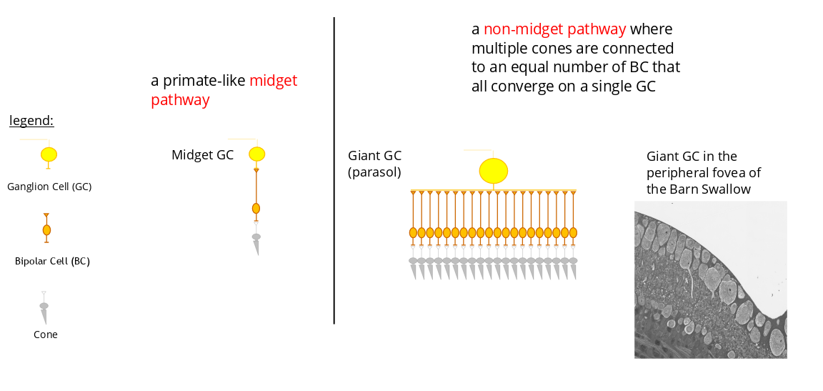 A figure explaining the structure of the two pathways for the visual signal transmission that could coexist in the bird fovea