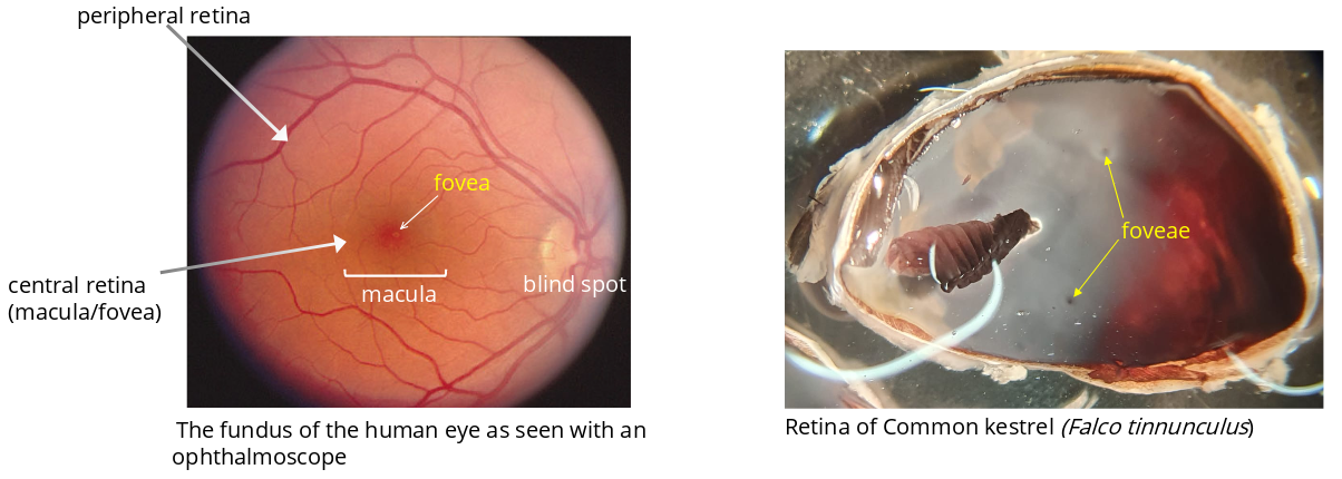 Deux pictures showing the location of the fovea in a human retina and in a bird retina (Common kestrel)