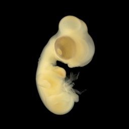 compendium_embryonic_visual_system