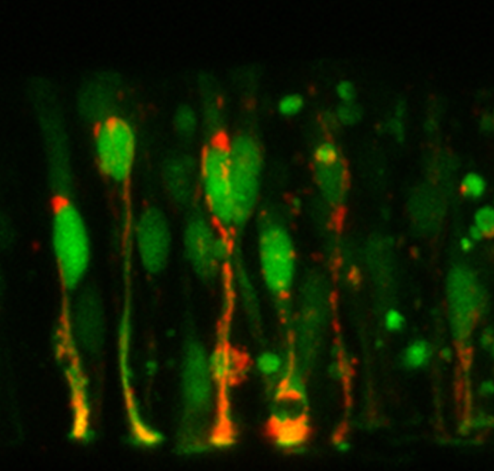 An article published in “Developmental Biology”